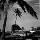 Coconut trees at Foulpointe, Madagascar
